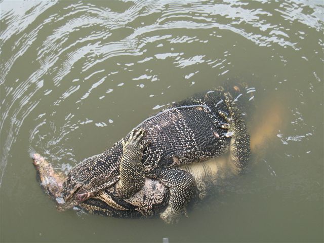 Thai water monitor